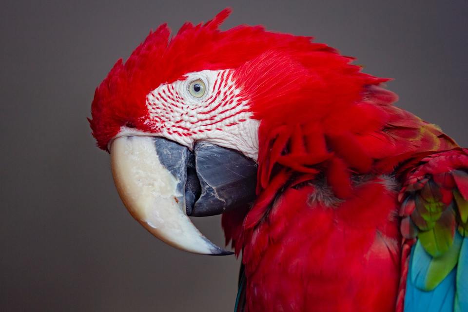 Ara papagoi elab mitu aastakümmet, seega ei tohi ostuotsust teha kiirustades.